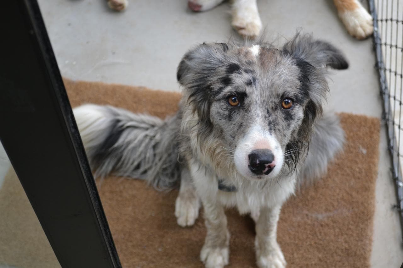 Vita - Border Collie